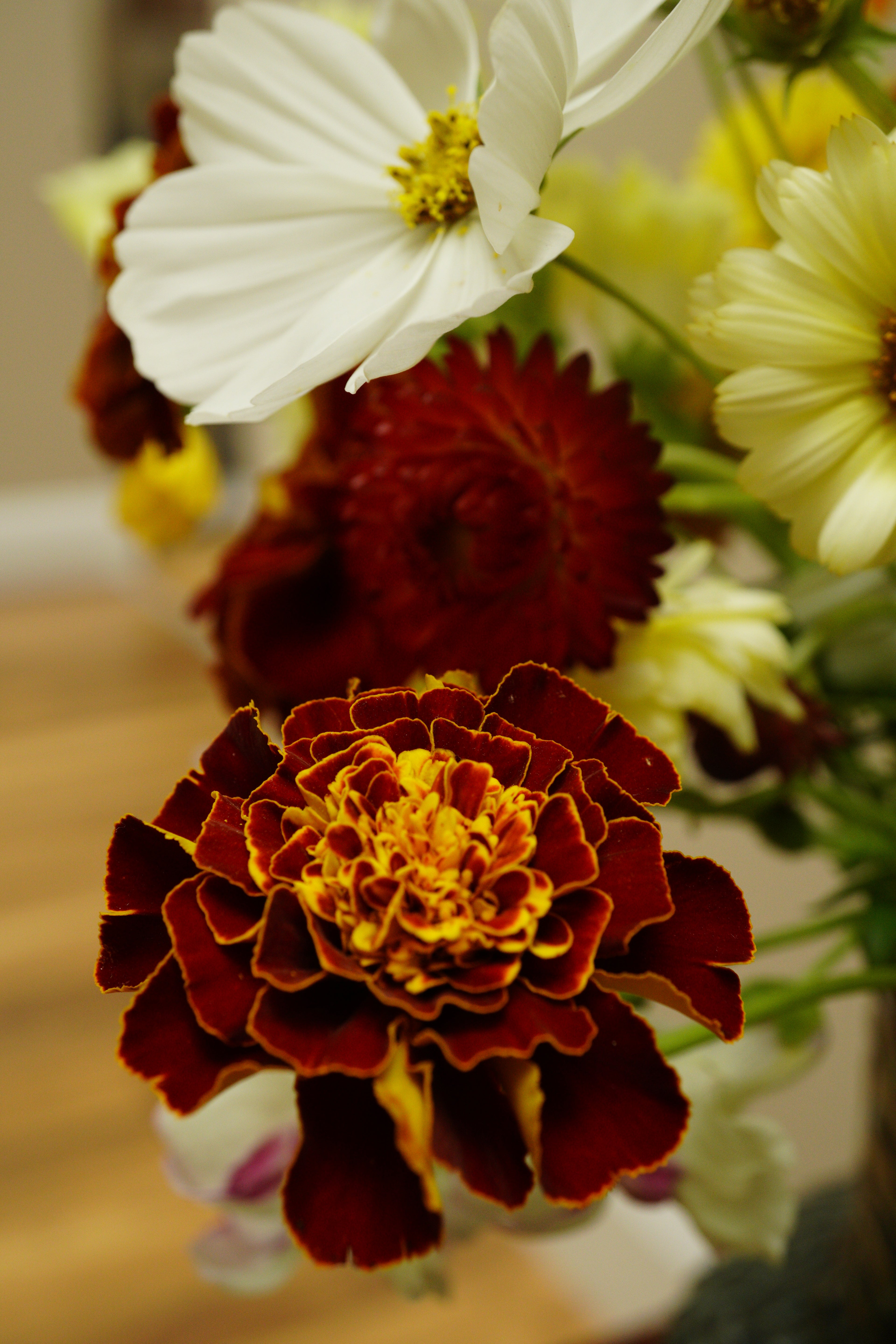 Close-up of marigold and cosmos flowers grown on my flower farm located in Naas, co. Kildare.